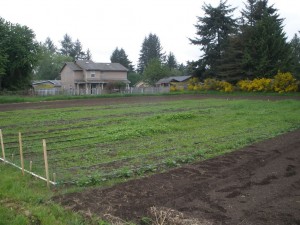 Community Garden potato/weed patch