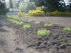 St. Mark Community Garden Pea Patch