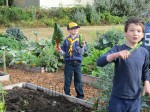 Rainbow chard and cucumbers picked in the St. Mark Community Garden
