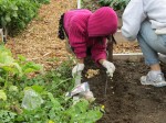 Planting fall lettuce in the St. Mark Community Garden