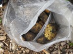Potatoes harvested during Sunday School