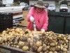 St. Mark Community Garden Potato Harvest 2011