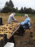 potato harvest 2