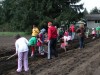 Potato Planting 8