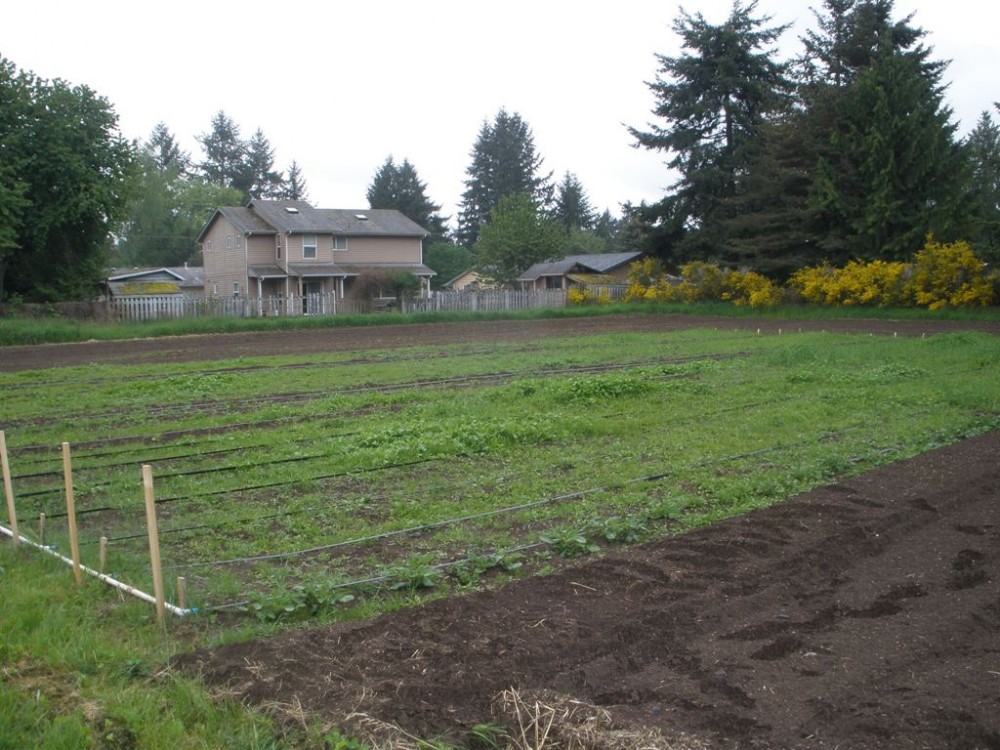 Community Garden potato/weed patch