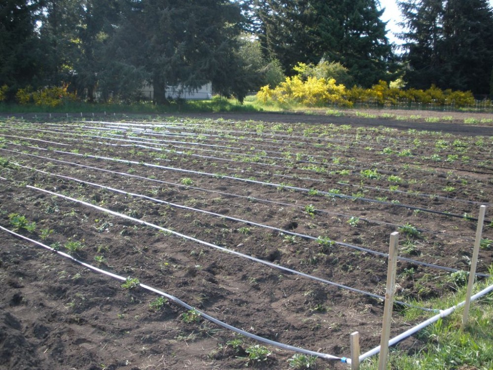 St. Mark Community Garden Potato Patch - AFTER weeding!