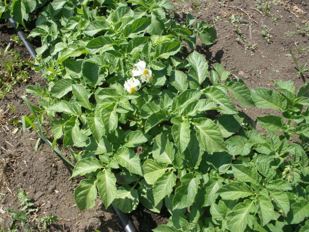 First potato bloom