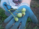 Pick these off the potato plants!