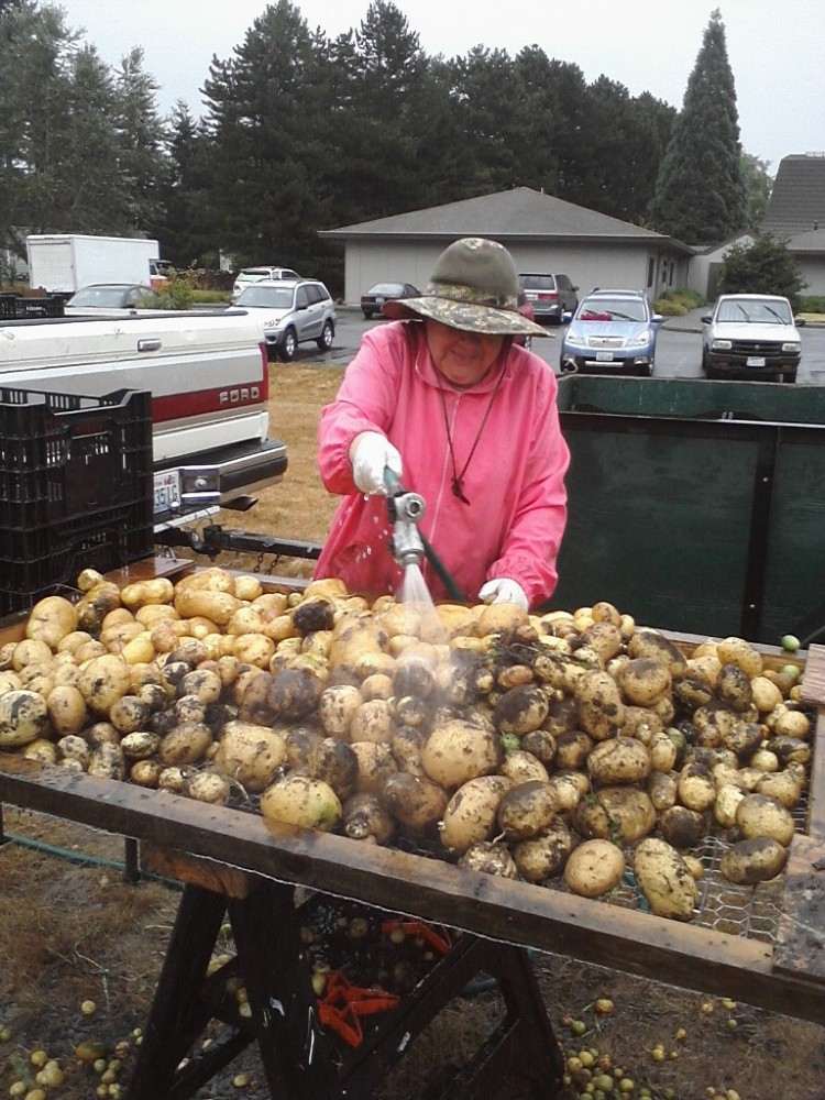 St. Mark Community Garden Potato Harvest 2011