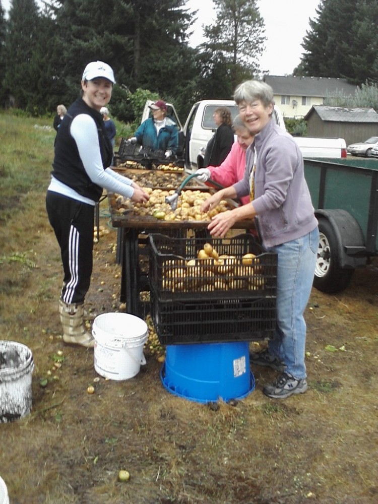 Potato Washing Station the Day of Harvest
