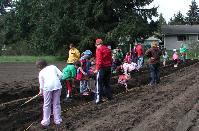 Potato Planting 8