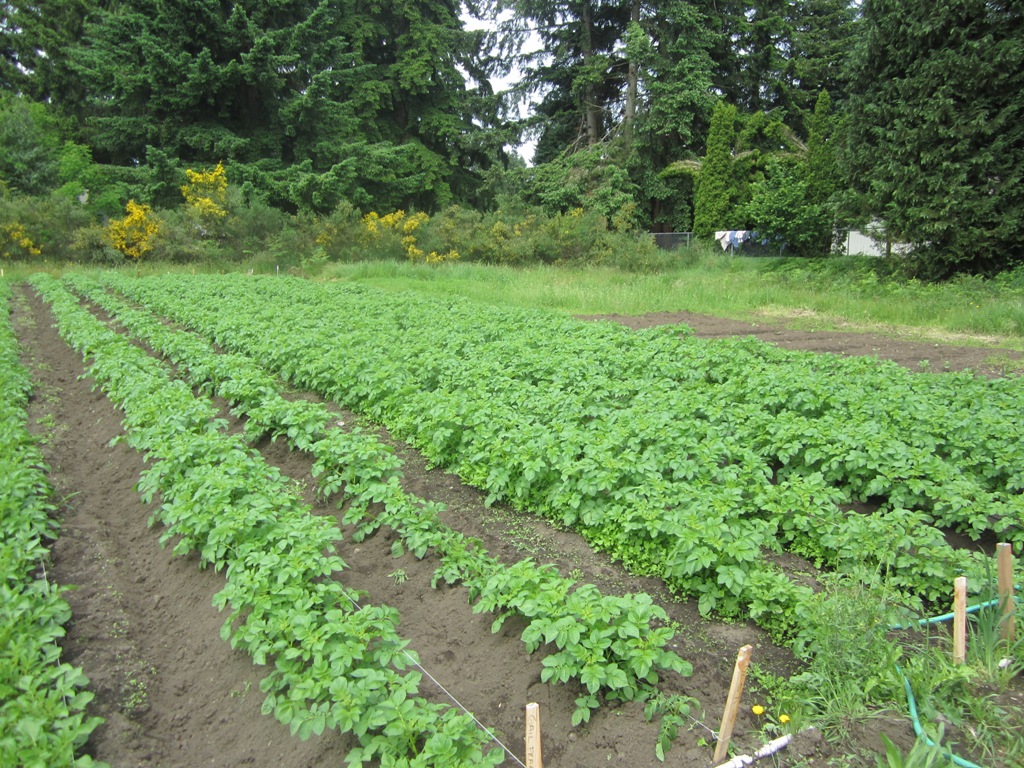 Potato plants are BIG for this early in the year!