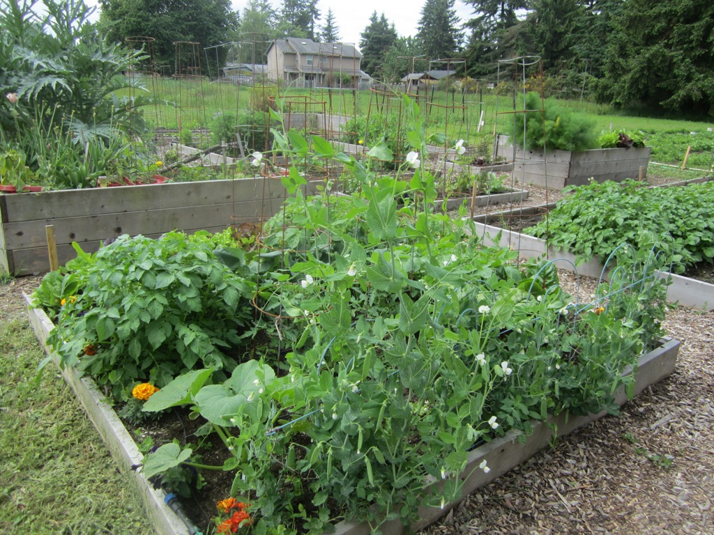 Earla's green thumb does it again! (with help from the Farmer's Market starts)