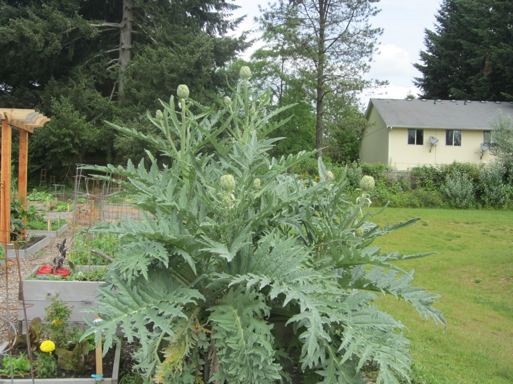 Laurel's HUGE artichoke