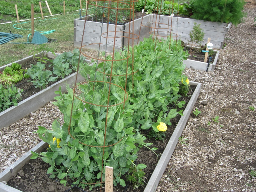 Oregon Sugar pod peas for the Food Bank