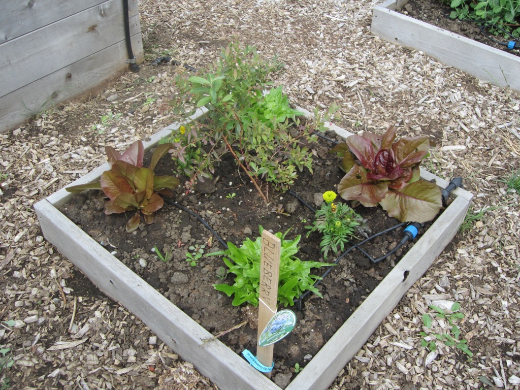 One of 4 blueberry plants surrounded by lettuce