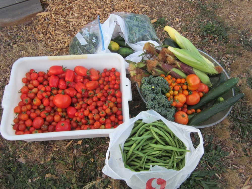 Produce for the Food Bank from September 19th gleaning