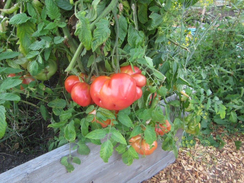 Huge Heirloom Tomato