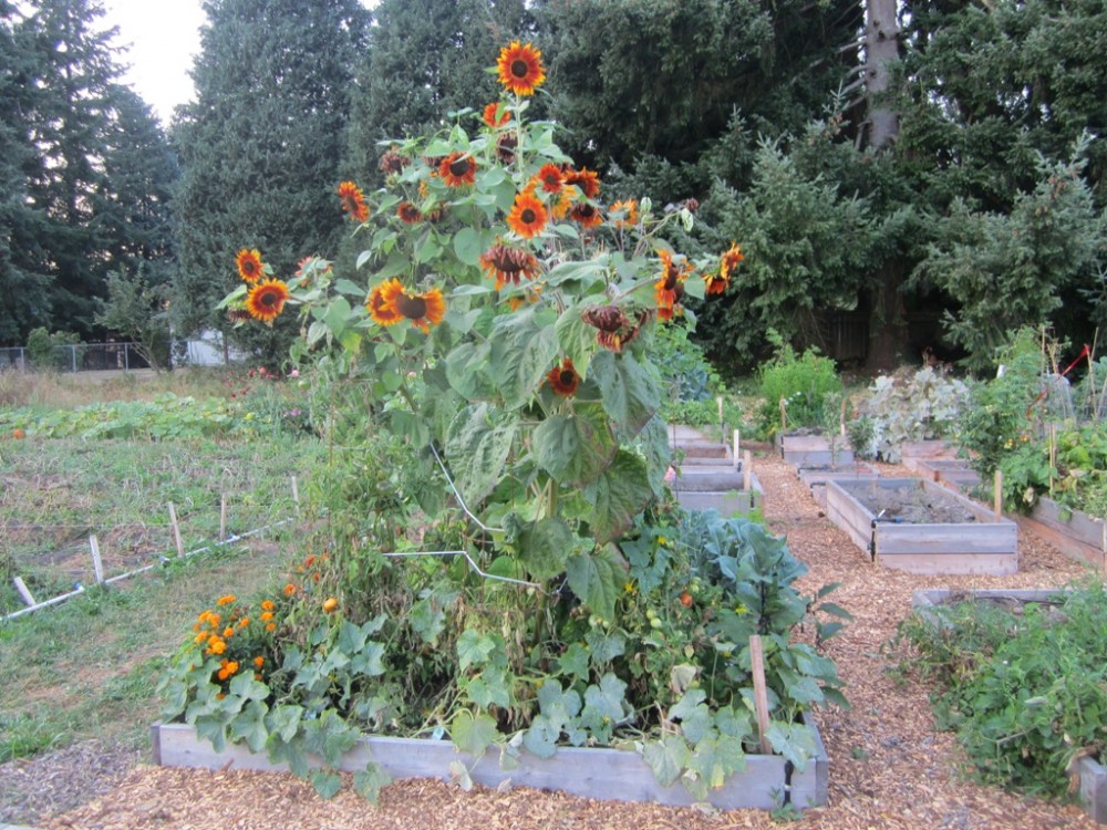 Sunflowers a center piece of this garden plot