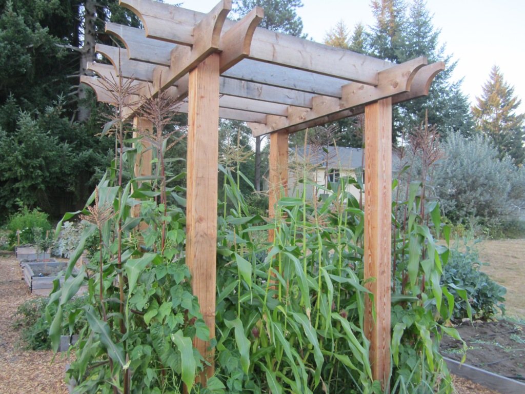 Corn and Beans growing under the Arbor