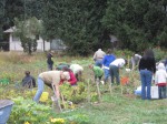 Community Garden potato harvest