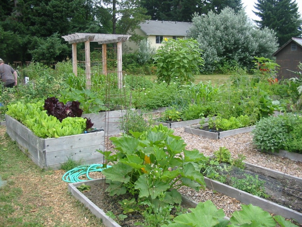 Community Garden July 2013