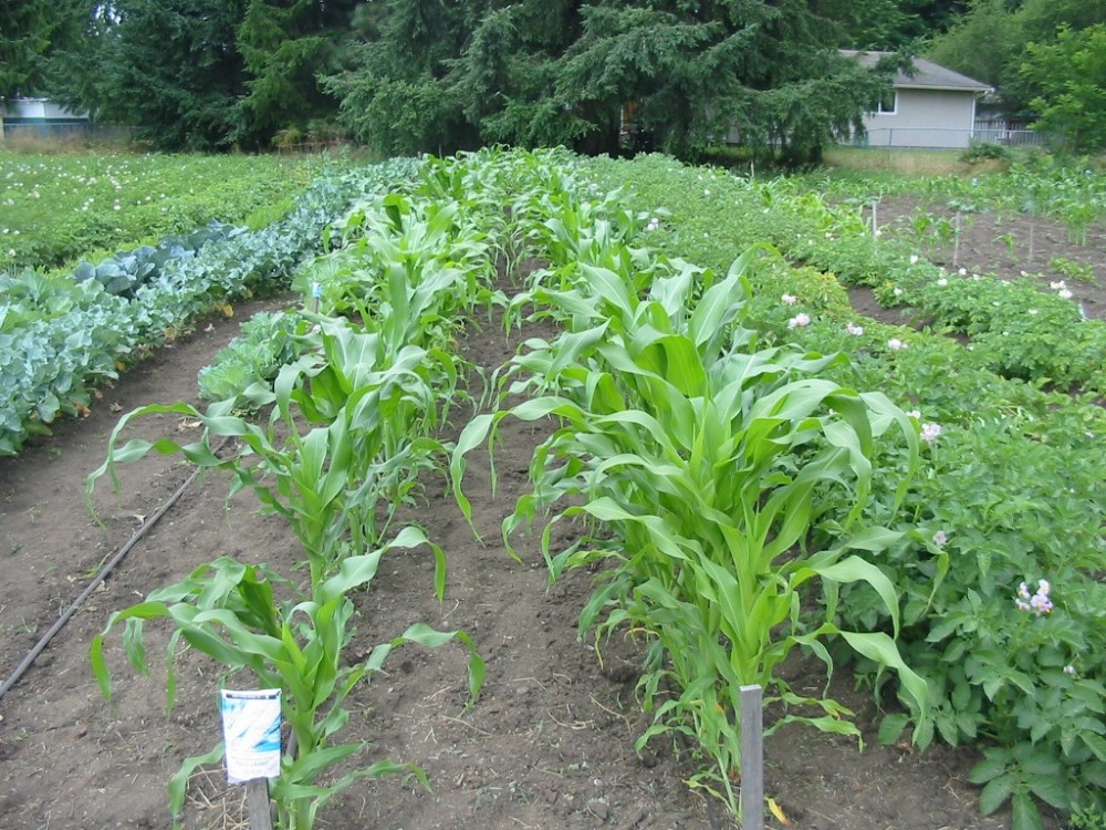 Corn in garden, 2013