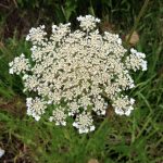 walk queen anns lace