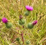 walk thistle