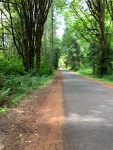 walk tree lined street